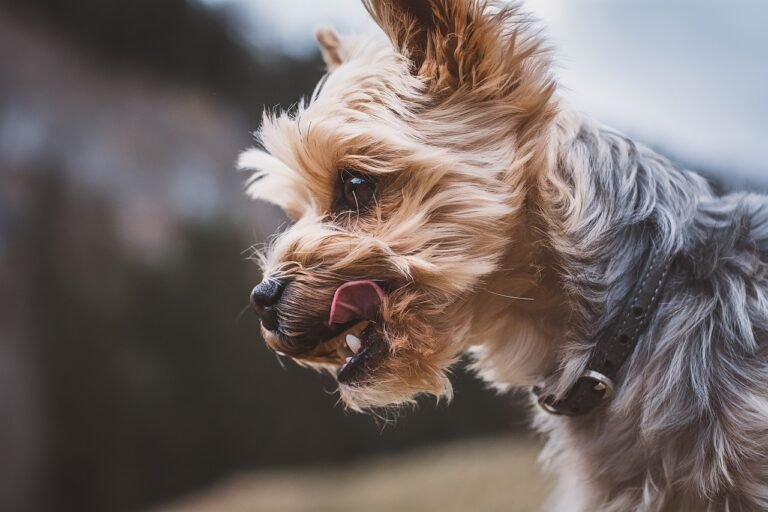 dog, small, yorki