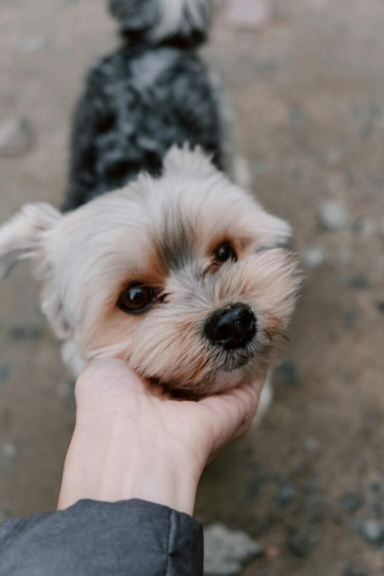 Adorable Yorkshire Terrier puppy with a person's hand on its face, looking up cutely outdoors.